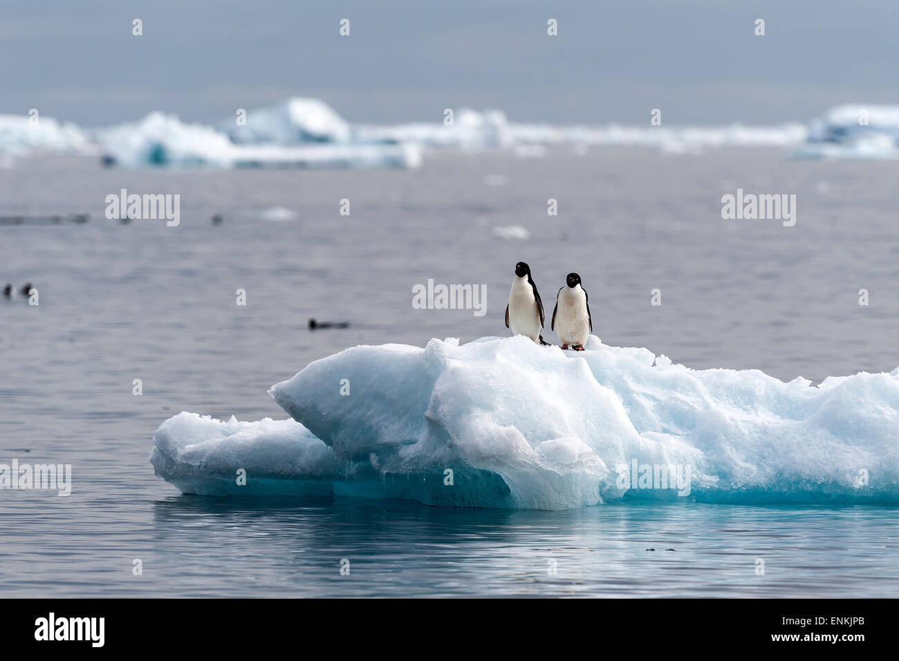 Floating ice and Adelie penguins (Pygoscelis adeliae) Brown Bluff Antarctic Peninsula Antarctica Stock Photo