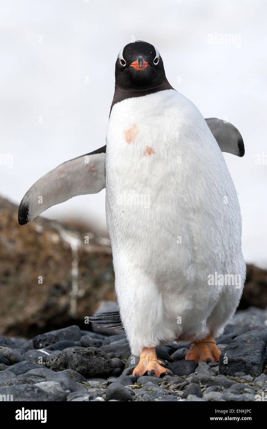 Gentoo penguin (Pygoscelis papua) running Brown Bluff Antarctic Peninsula Antarctica Stock Photo