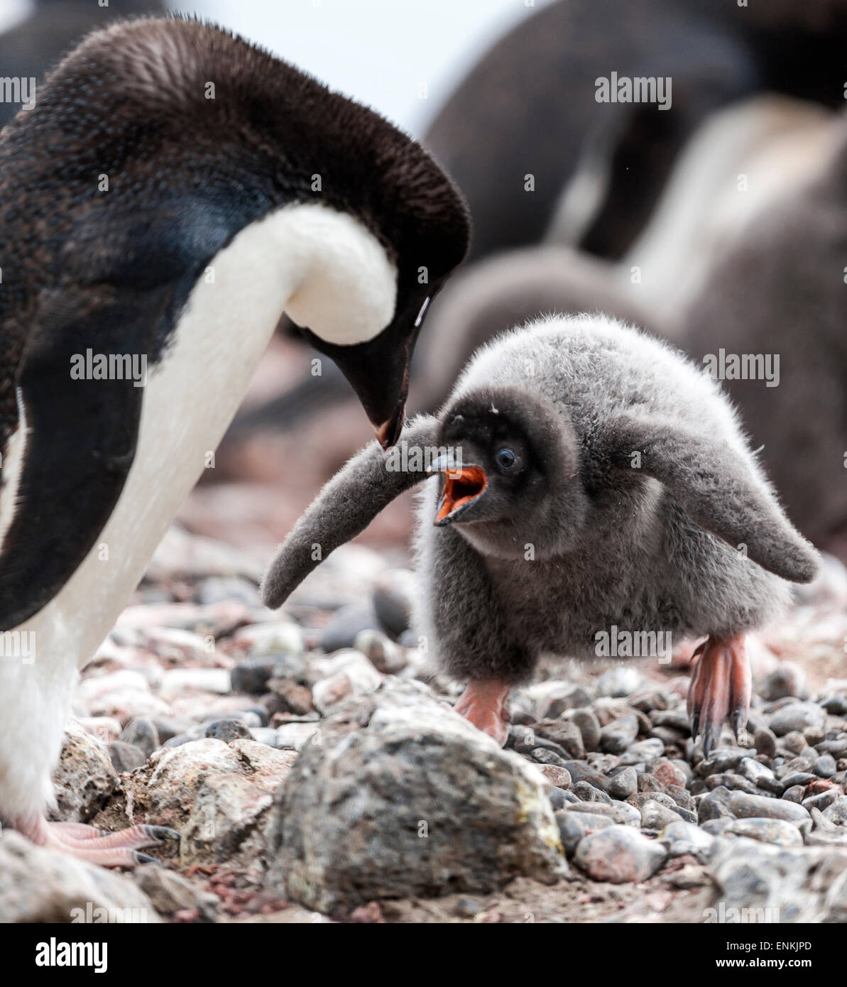 Adelie penguin chick (Pygoscelis adeliae) squawking at its parent Brown Bluff Antarctic Peninsula Antarctica Stock Photo