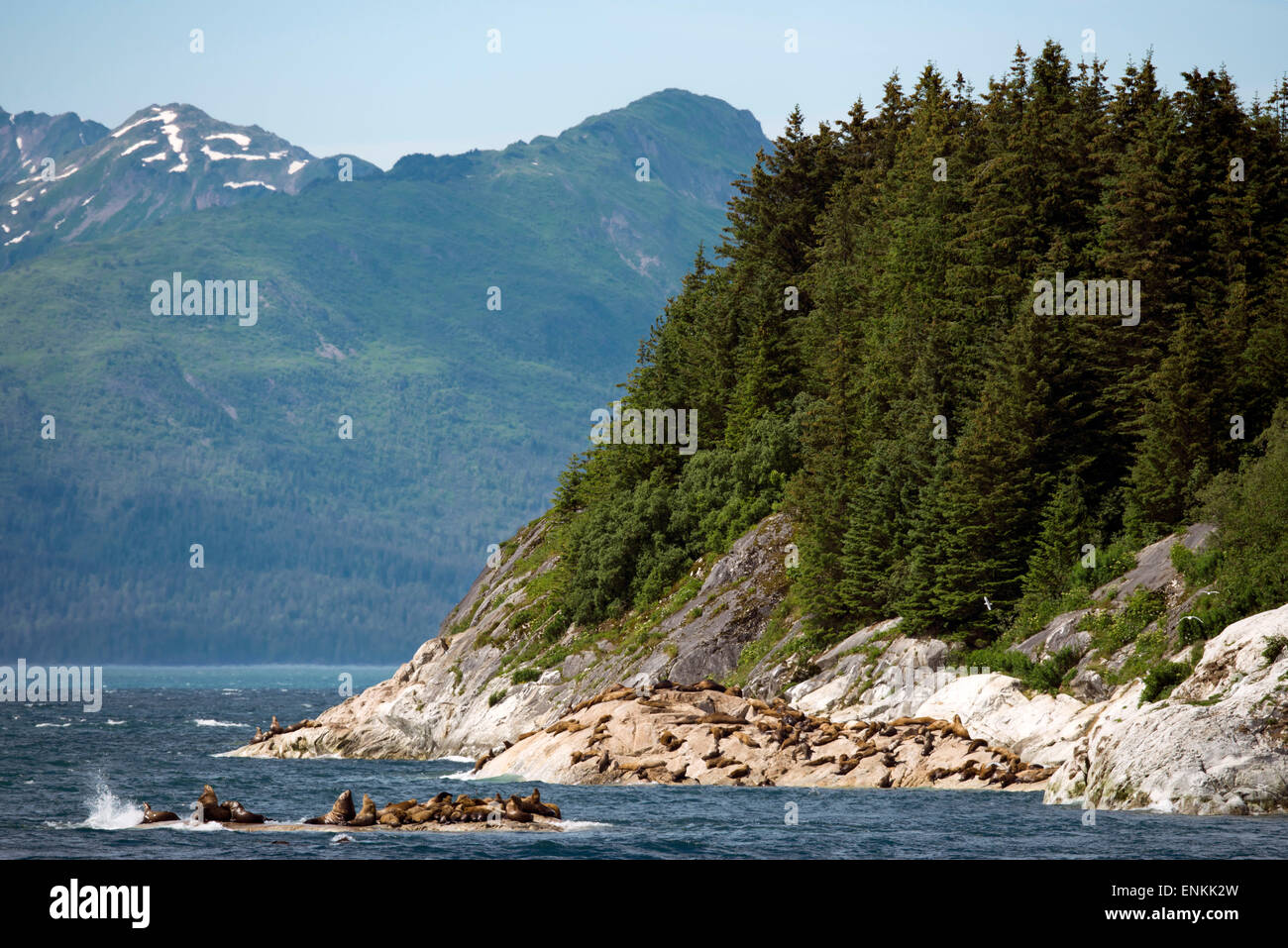A colony of Steller Sea Lions (Eumetopias jubatus) on South Marble Island in Glacier Bay National Park, Alaska. USA. Northern (S Stock Photo