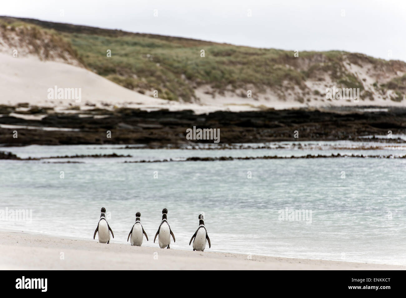 Magellanic penguins (Spheniscus magellanicus) walking on the beach Carcass island Falkland islands UK Stock Photo