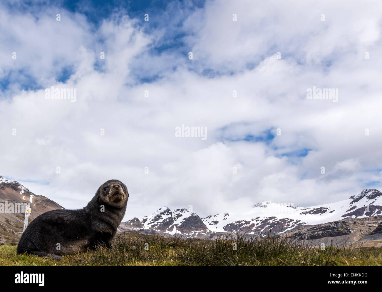 Antarctic fur seal pup (Arctocephalus gazella) Stromness South Georgia Stock Photo