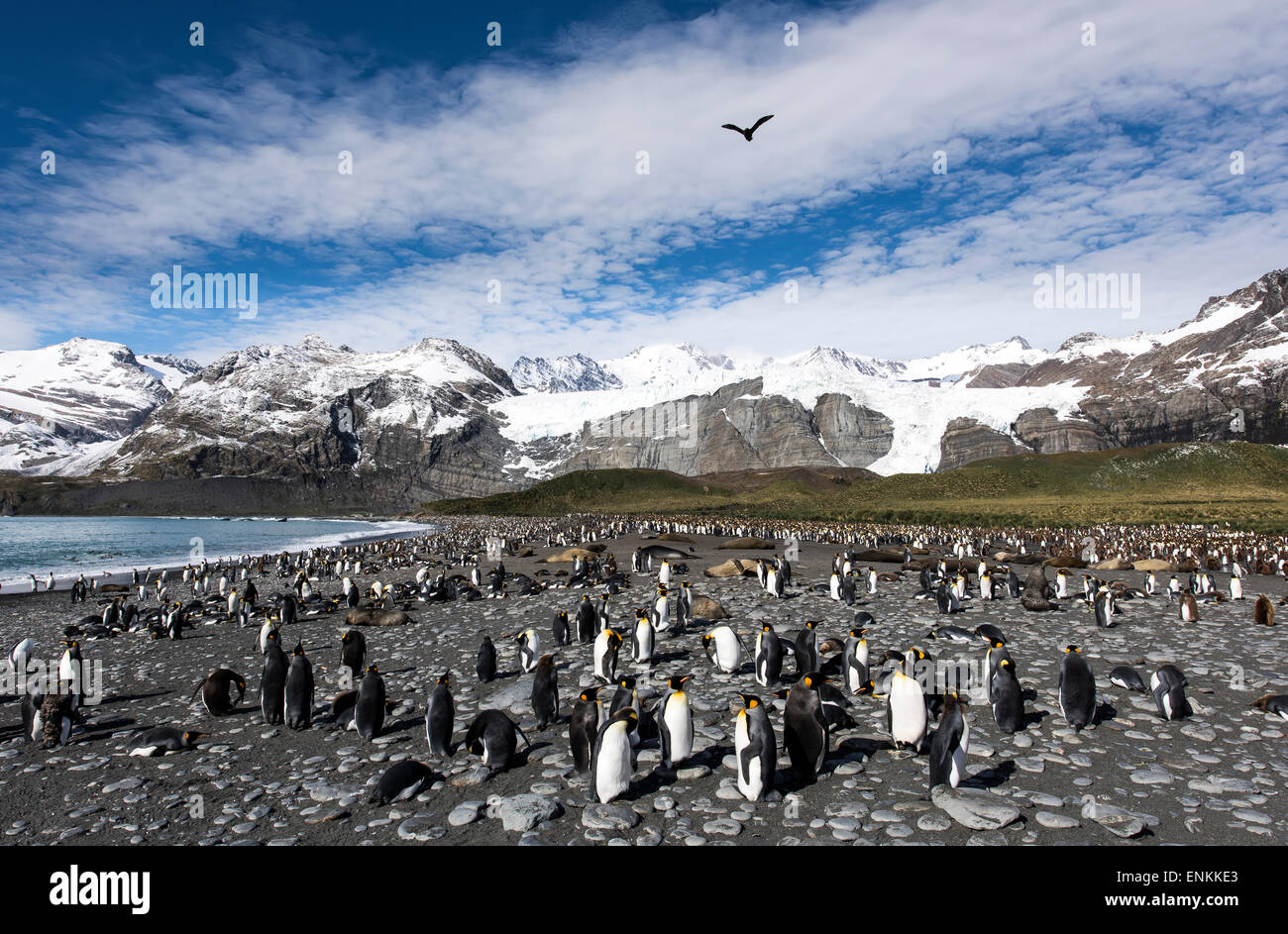 Colony of king penguins (Aptenodytes patagonicus) Gold Harbour South Georgia Stock Photo