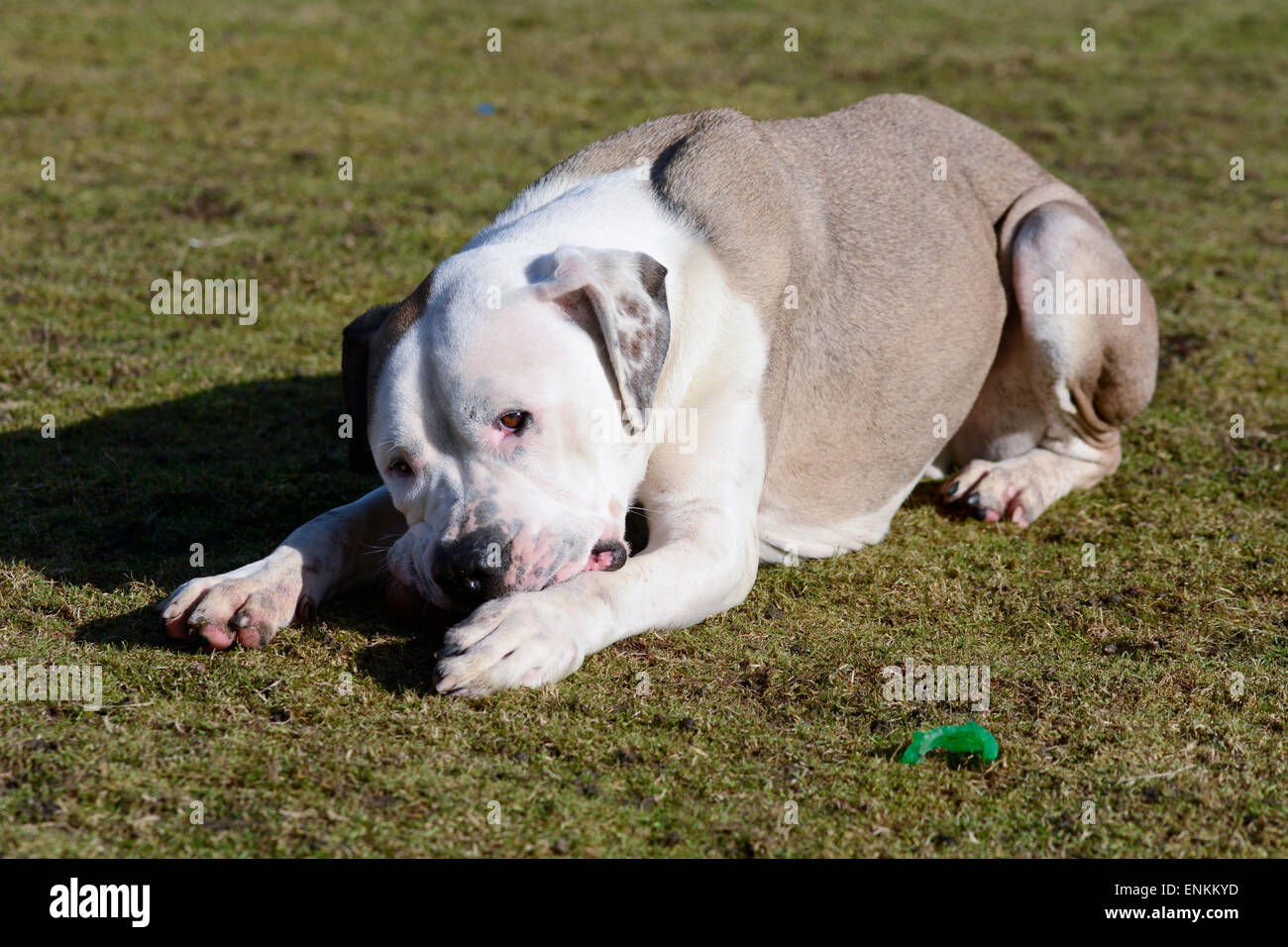 Mastiff type dog chewing tennis ball in park Stock Photo Alamy