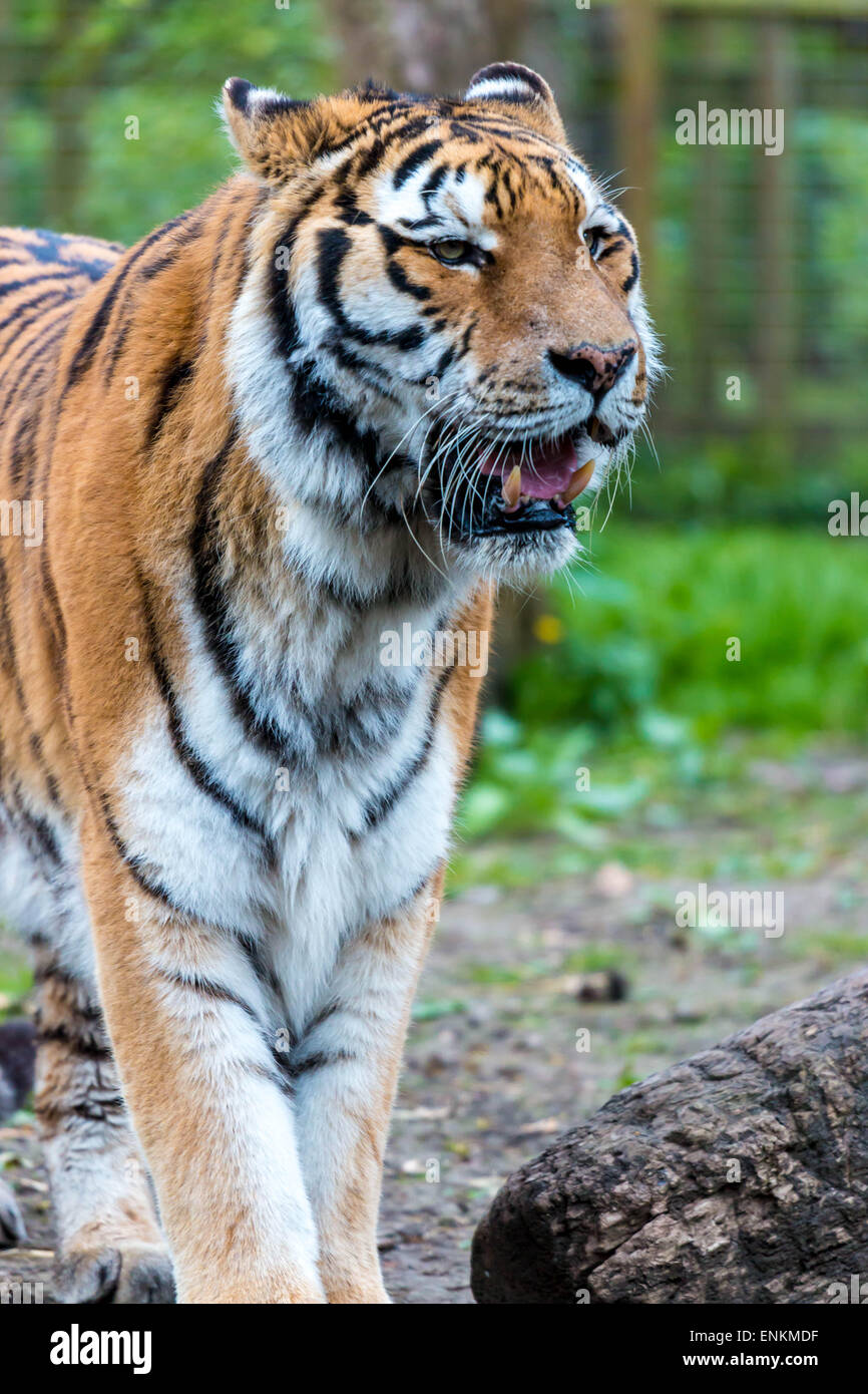 News animals tiger hires stock photography and images Alamy