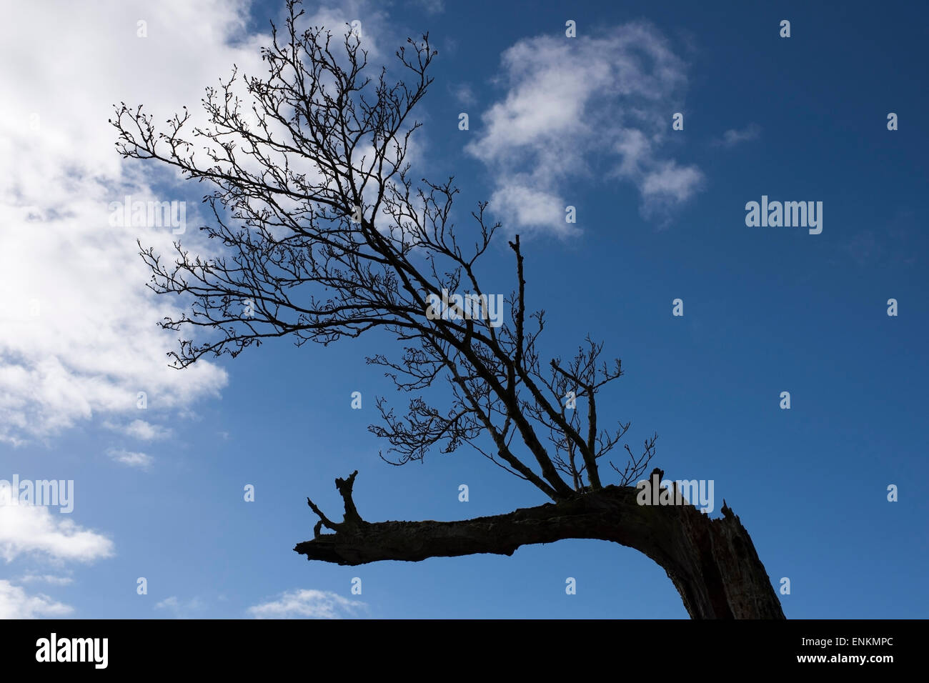 New growth on an old tree trunk in the Lune Valley, Melling, Lancashire, England Stock Photo