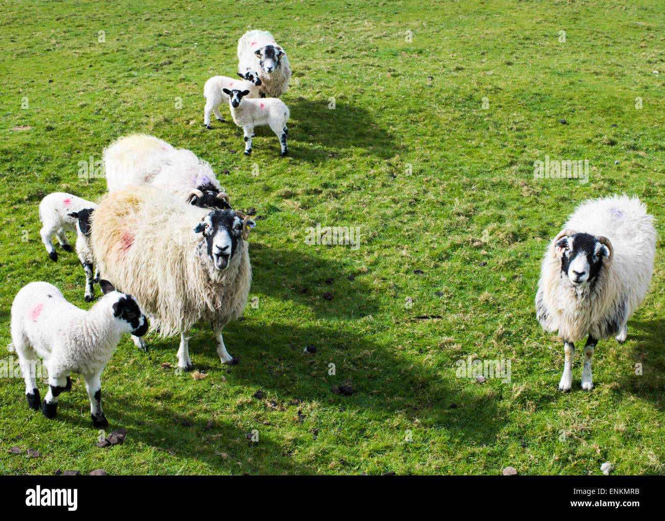 A matriarchal ewe protecting Spring lambs, Austwick, Yorkshire Dales National Park, England, UK Stock Photo