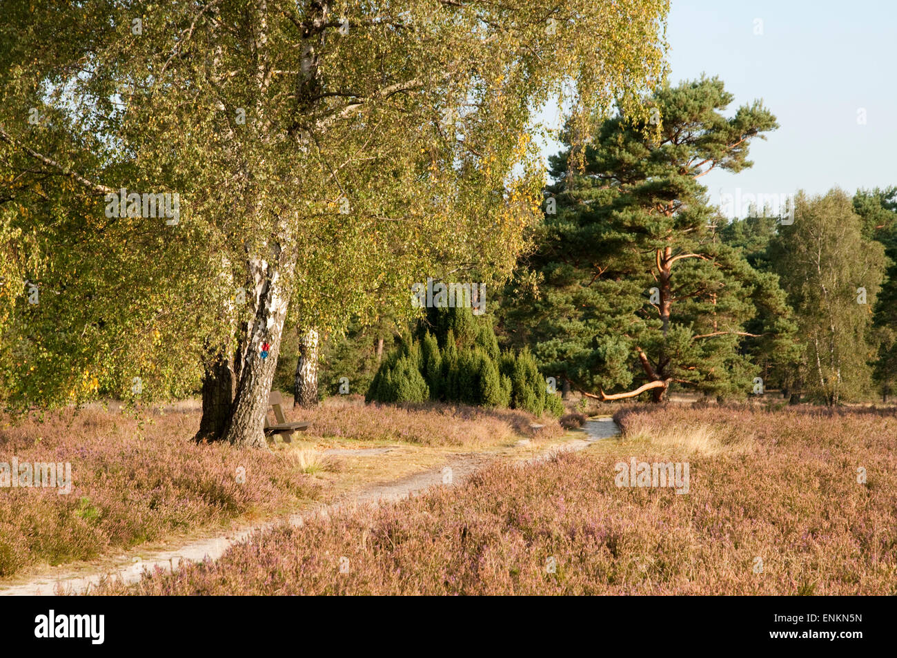flowering heather, Moorland Lueneburger Heide, Lower Saxony, Germany Stock Photo