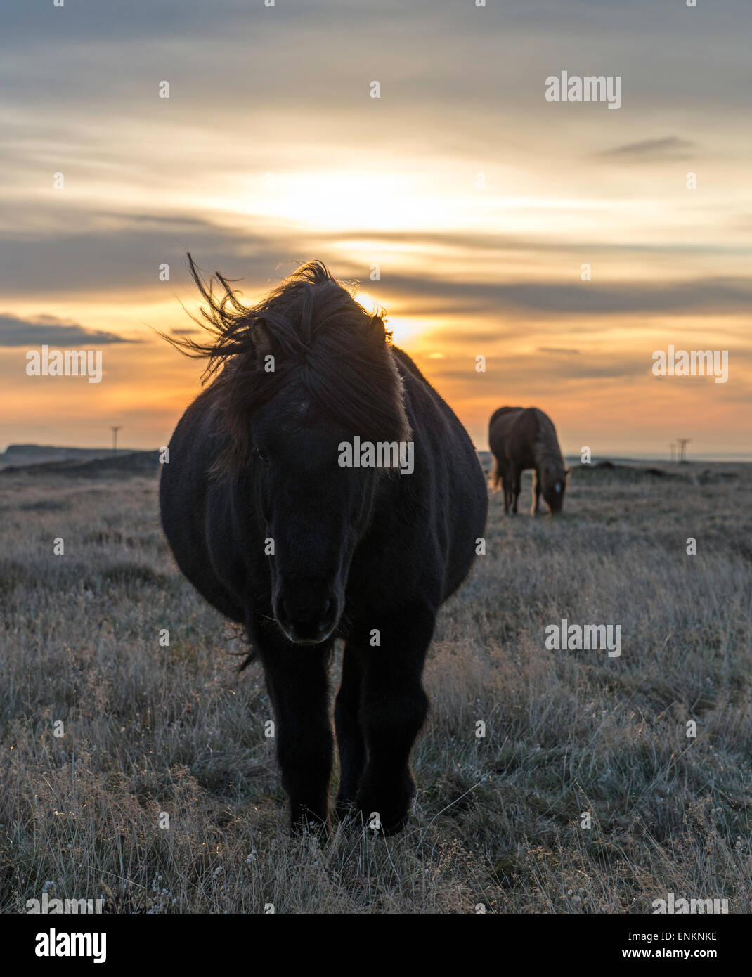 Icelandic horses at sunset Iceland Stock Photo