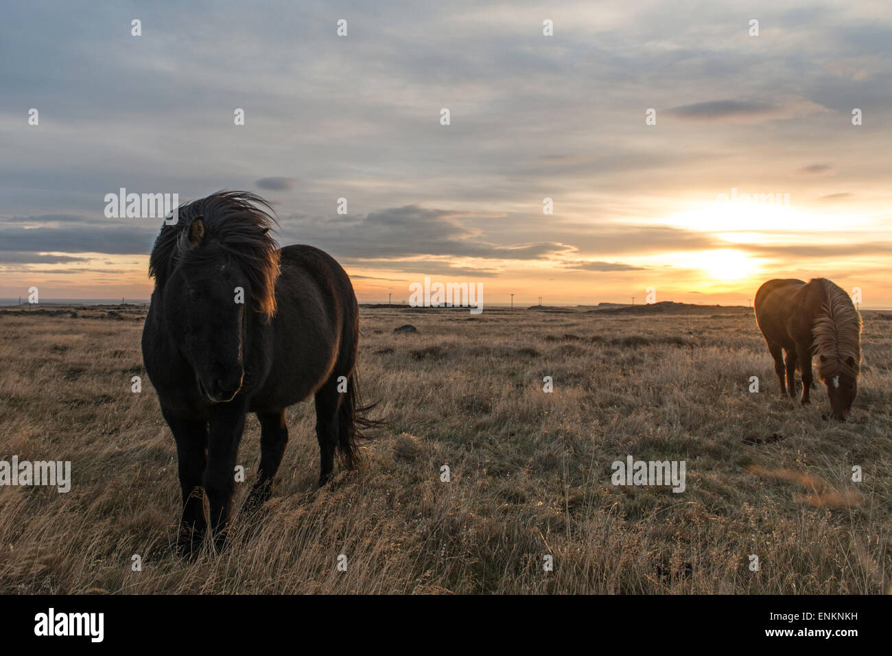 Icelandic horses at sunset Iceland Stock Photo
