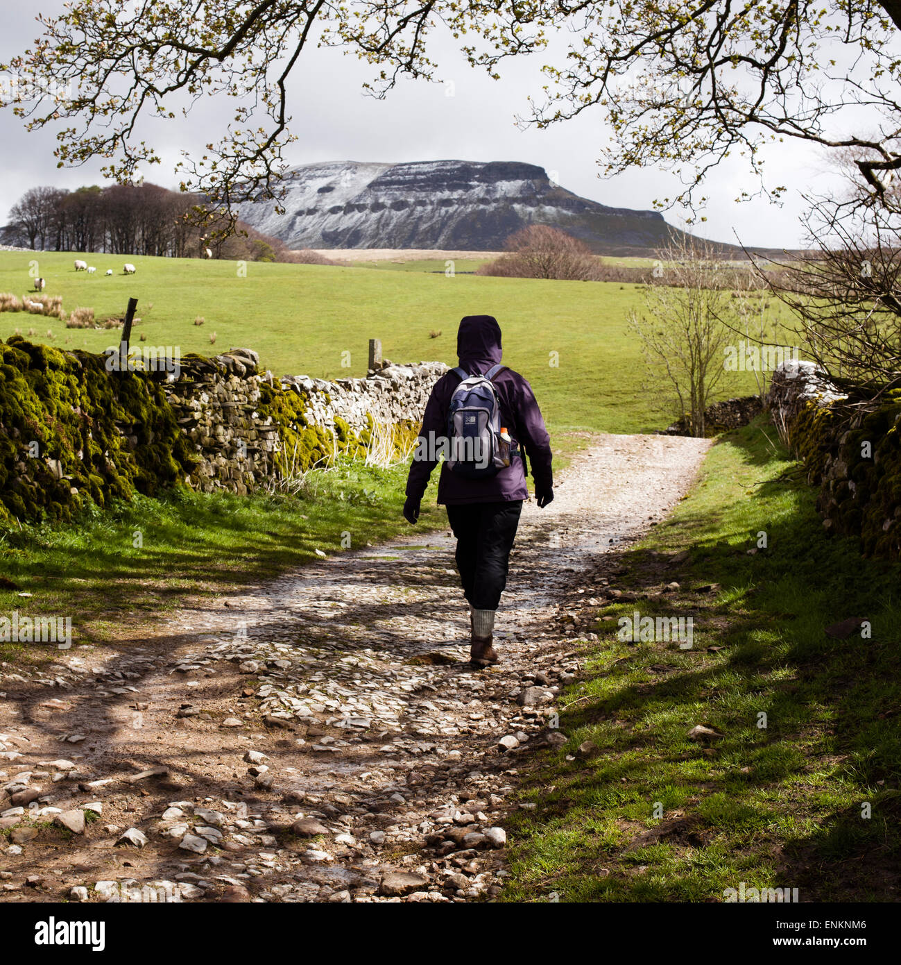 Pen-y-ghent, a bracing challenge on a cold Spring day, Horton-in-Ribblesdale, Yorkshire Dales National Park, England, UK Stock Photo