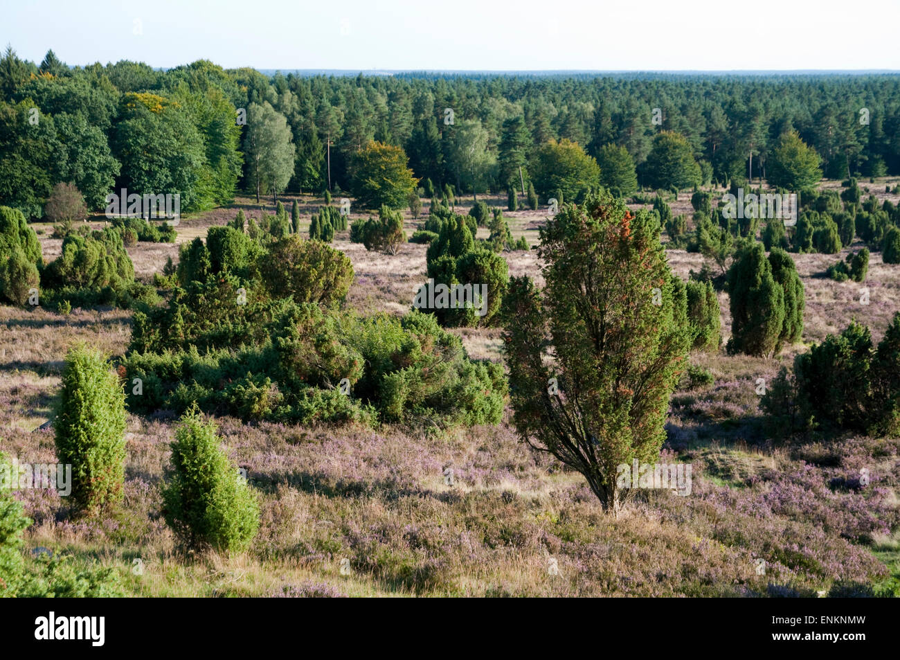 moorland Totengrund, heather, junipers, Wilsede, moorland Lueneburger Heide near Wilsede, Lower Saxony, Germany Stock Photo