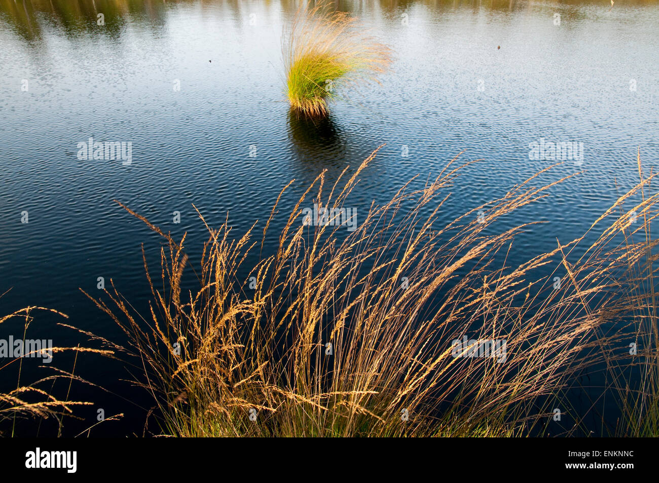 Pietz Moor, moorland Lueneburger Heide, Lower Saxony, Germany Stock Photo