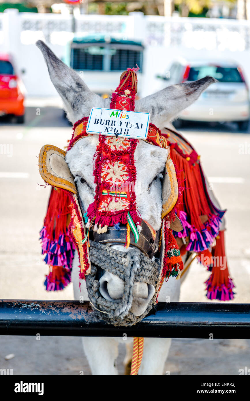 Donkey taxi in Mijas Stock Photo