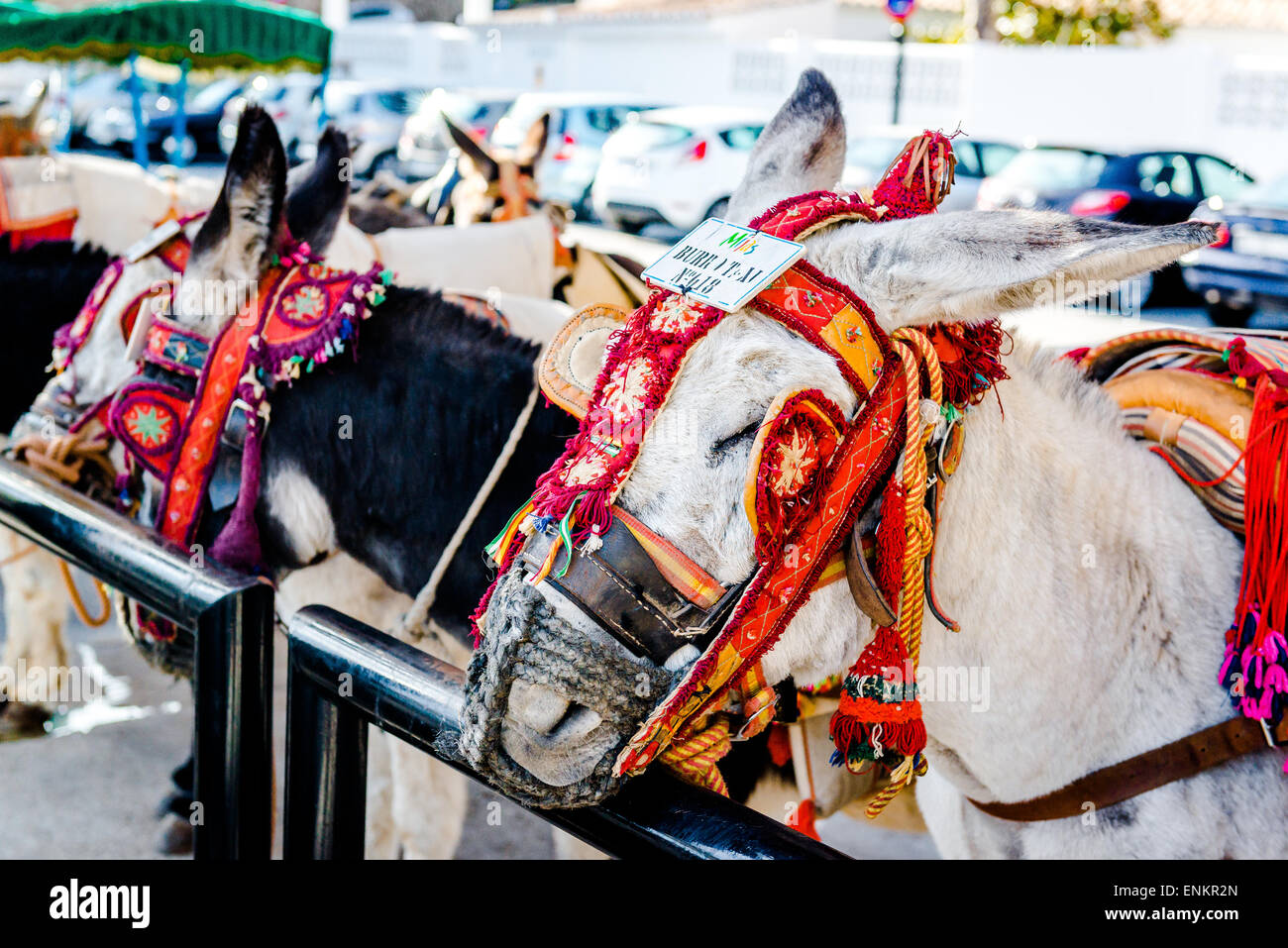 Donkey taxi in Mijas Stock Photo