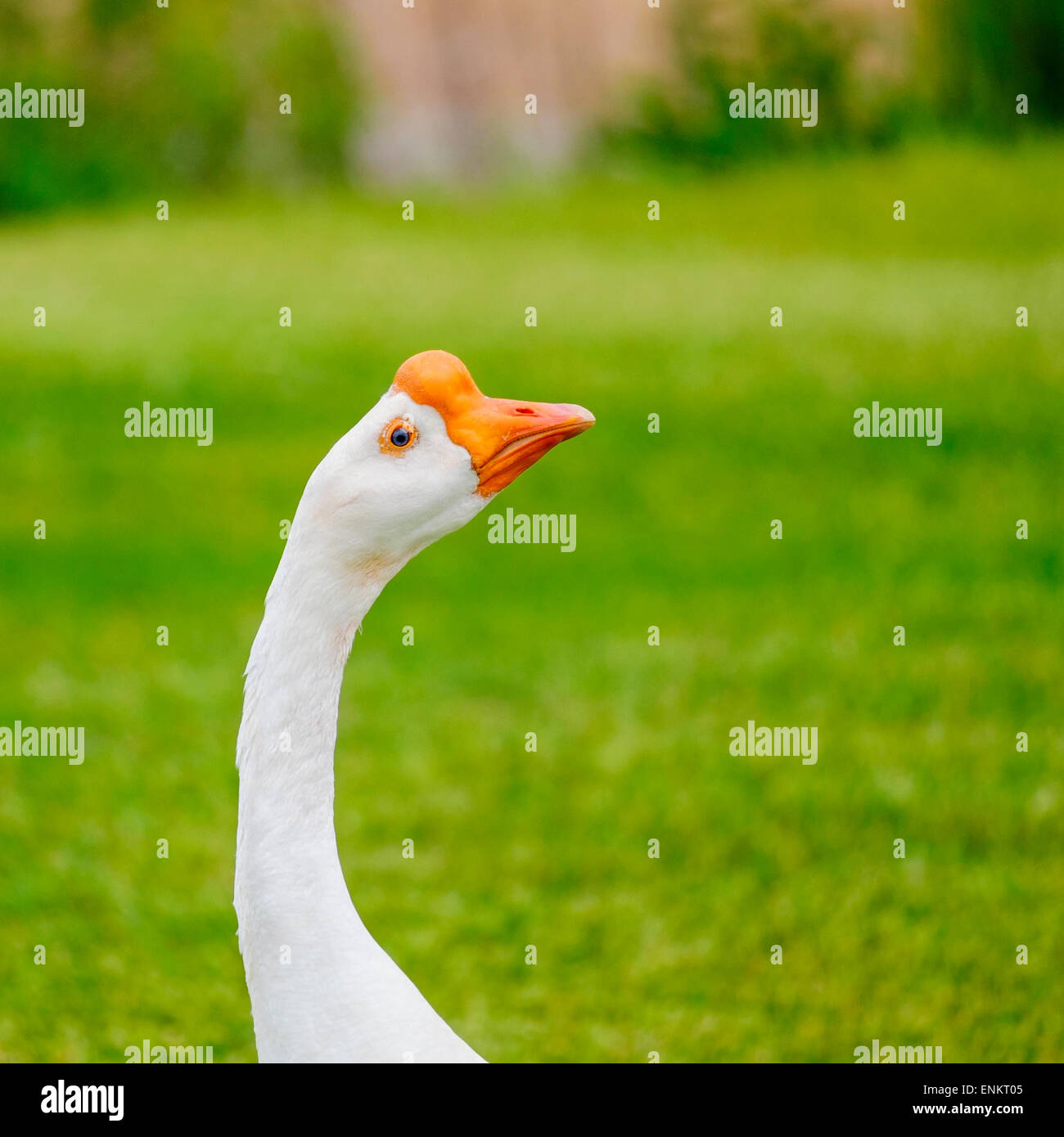 Head shot of a female Chinese Goose, descended from the wild Swan Goose. Oklahoma, USA. Stock Photo