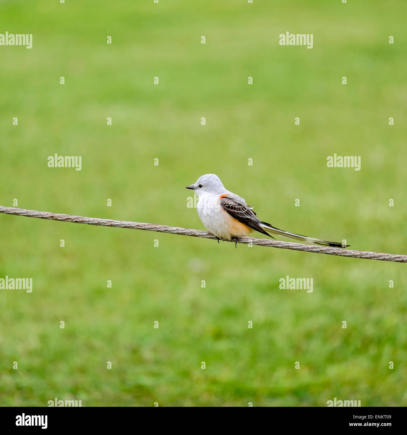 A Scissor-tailed Flycatcher or Tyrannus forficatus, perched on a fence cable. Oklahoma's state bird. Oklahoma, USA Stock Photo