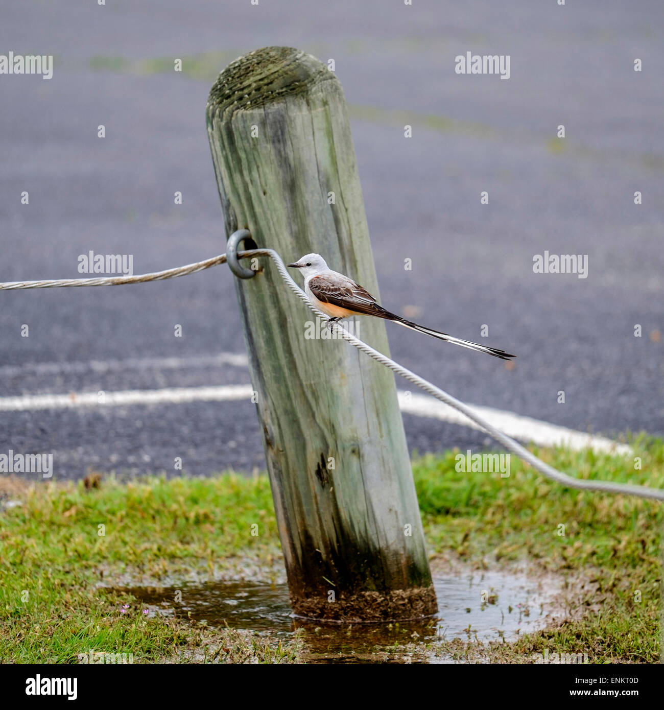 A Scissor-tailed Flycatcher or Tyrannus forficatus, perched on a cable fence. Oklahoma, USA. Stock Photo