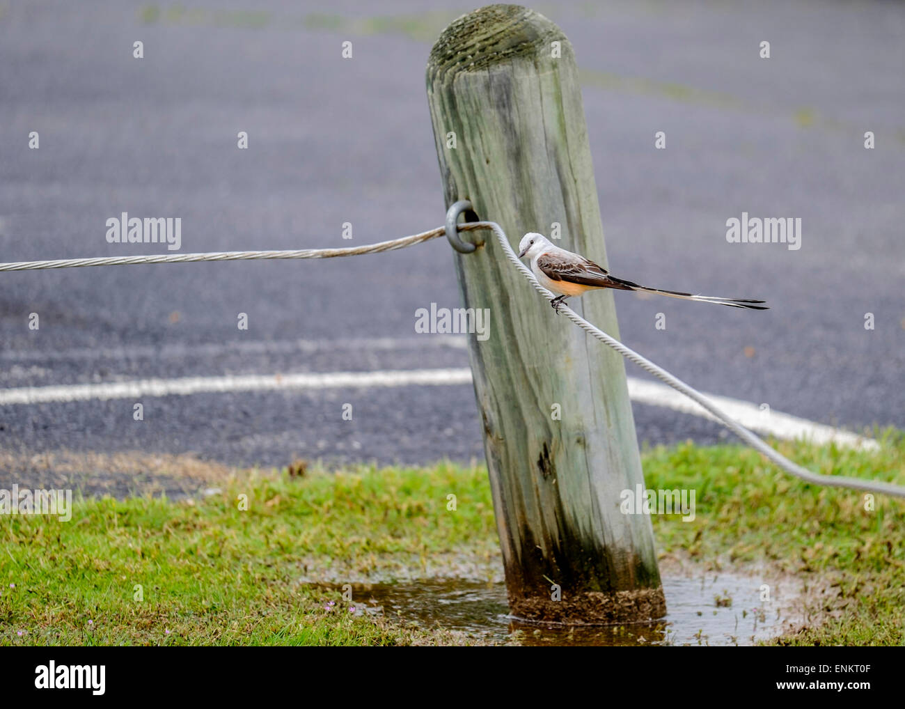 A Scissor-tailed Flycatcher or Tyrannus forficatus, perched on a cable fence.  Oklahoma State Bird. Oklahoma, USA. Stock Photo