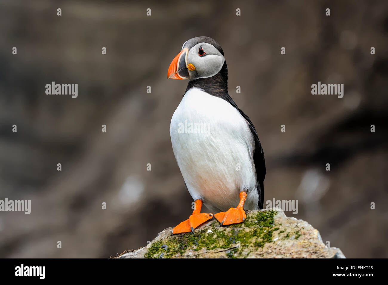 atlantic puffin, fratercula arctica Stock Photo