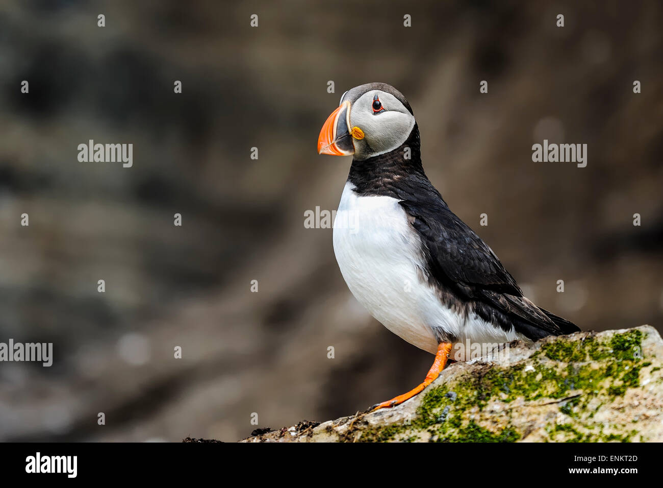 atlantic puffin, fratercula arctica Stock Photo