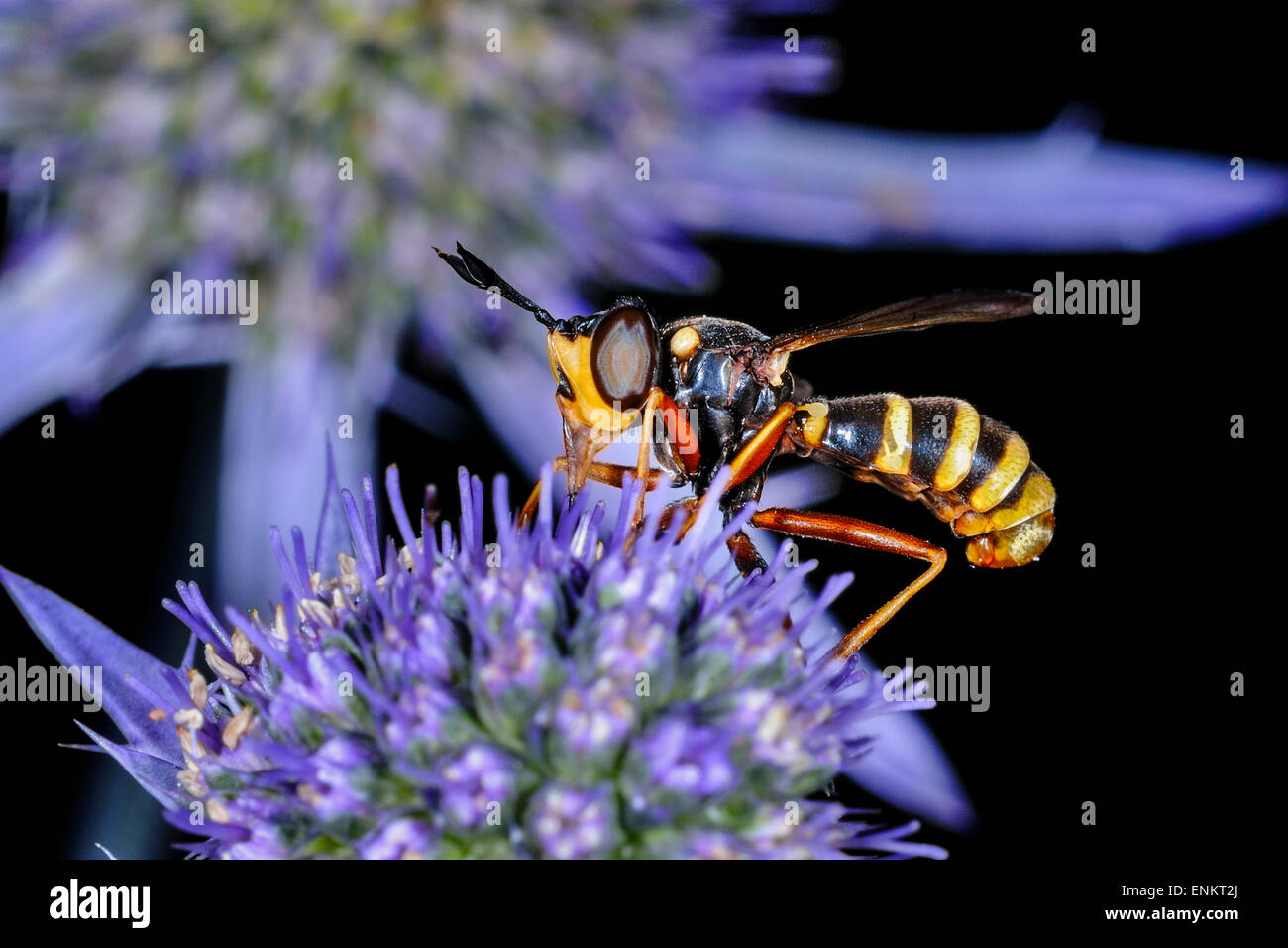 Conops quadrifasciatus hi-res stock photography and images - Alamy