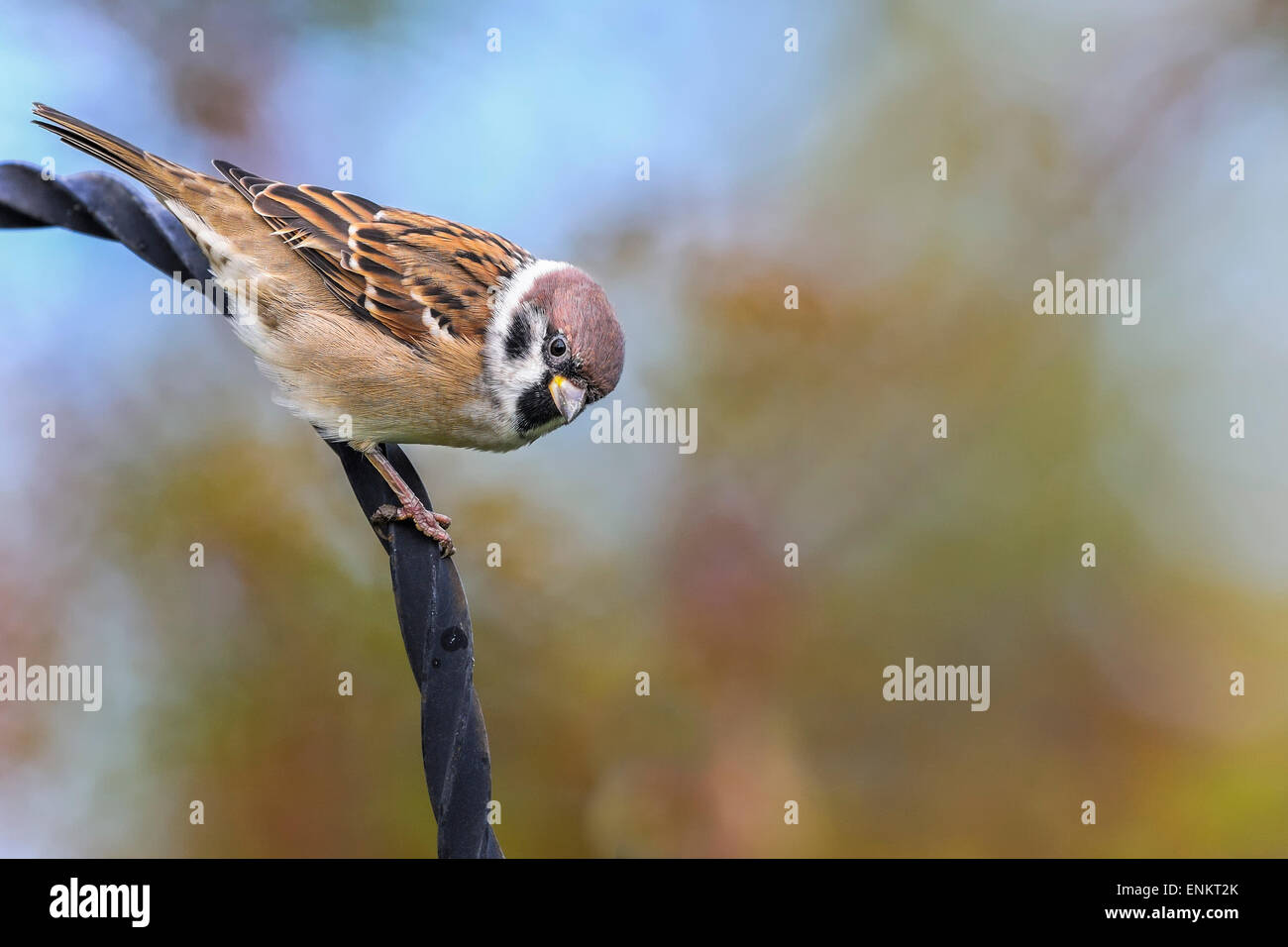 tree sparrow, passer montanus Stock Photo