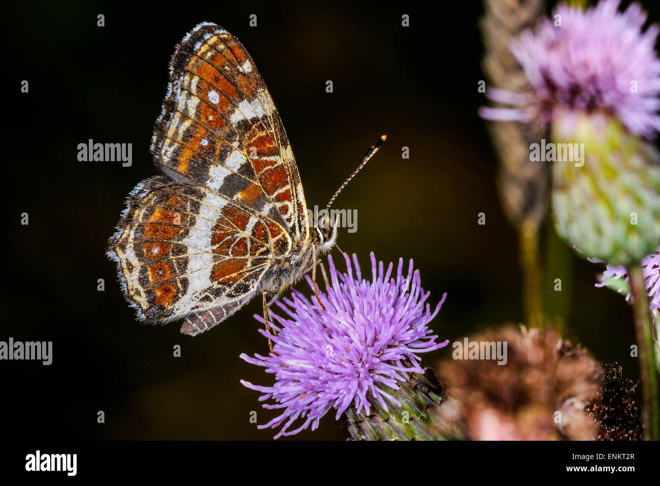 araschnia levana, map butterfly Stock Photo