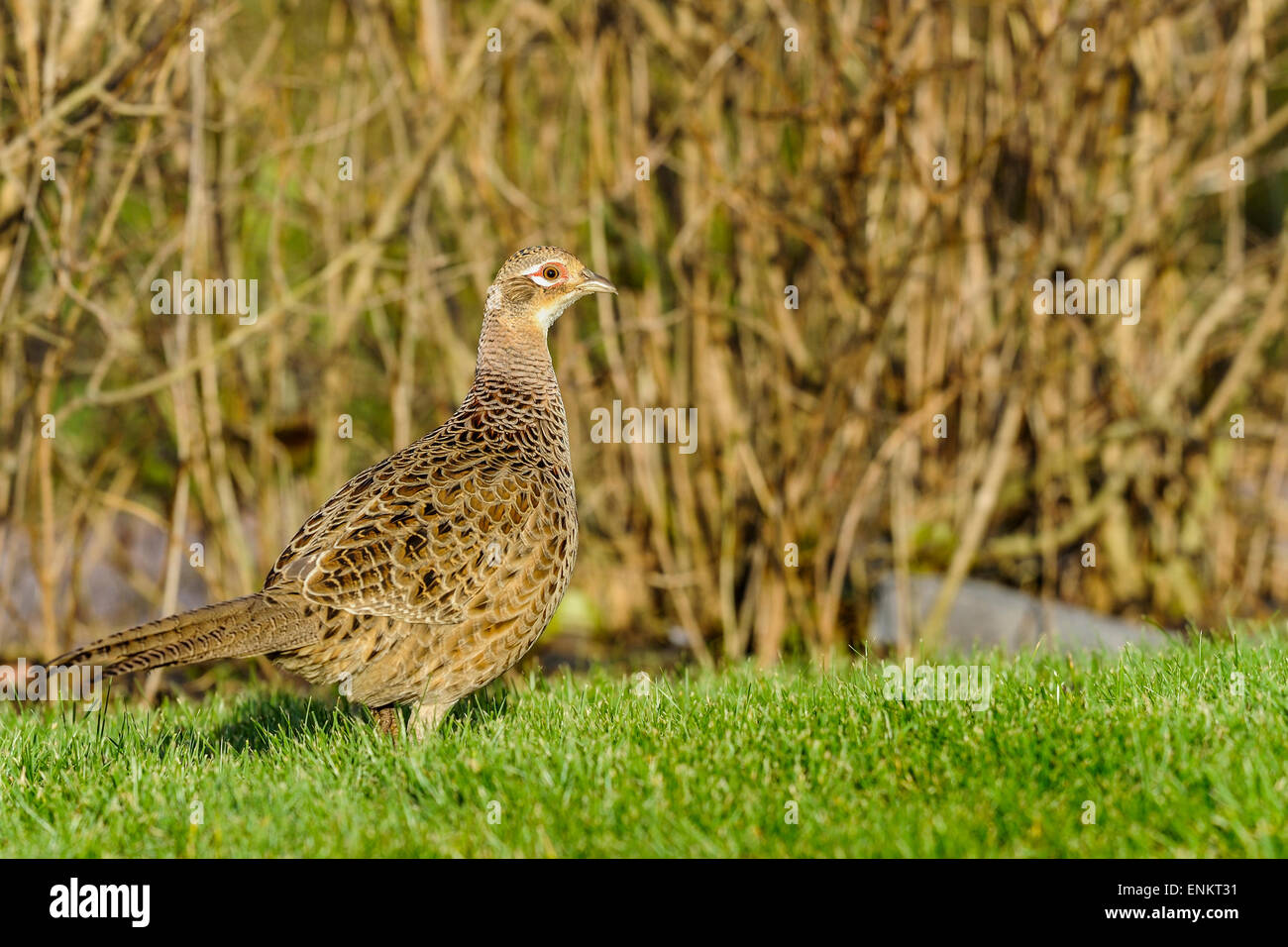 common pheasant, phasianus colchicus Stock Photo