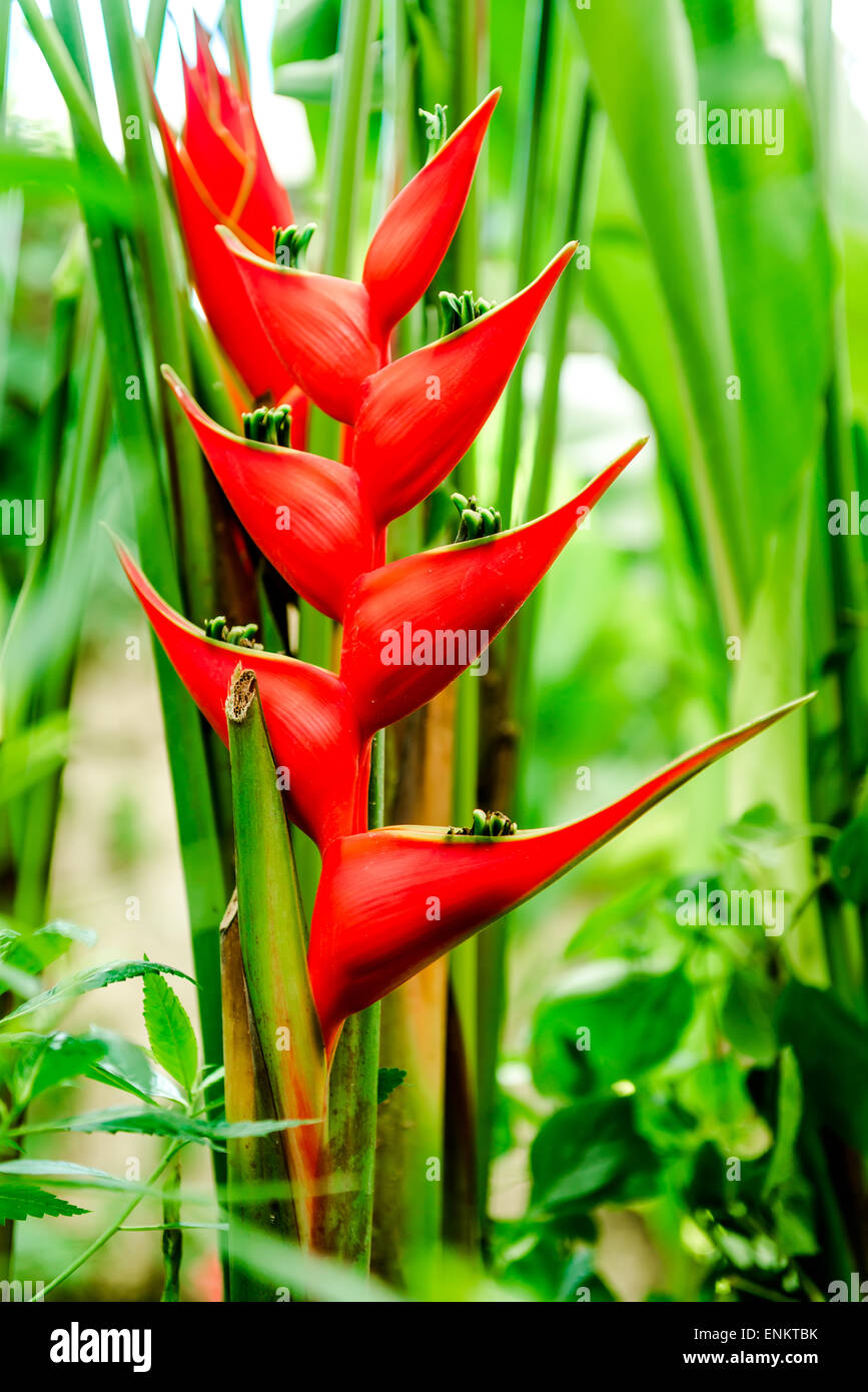 Close-up of Heliconia bihai (Red palulu) Stock Photo