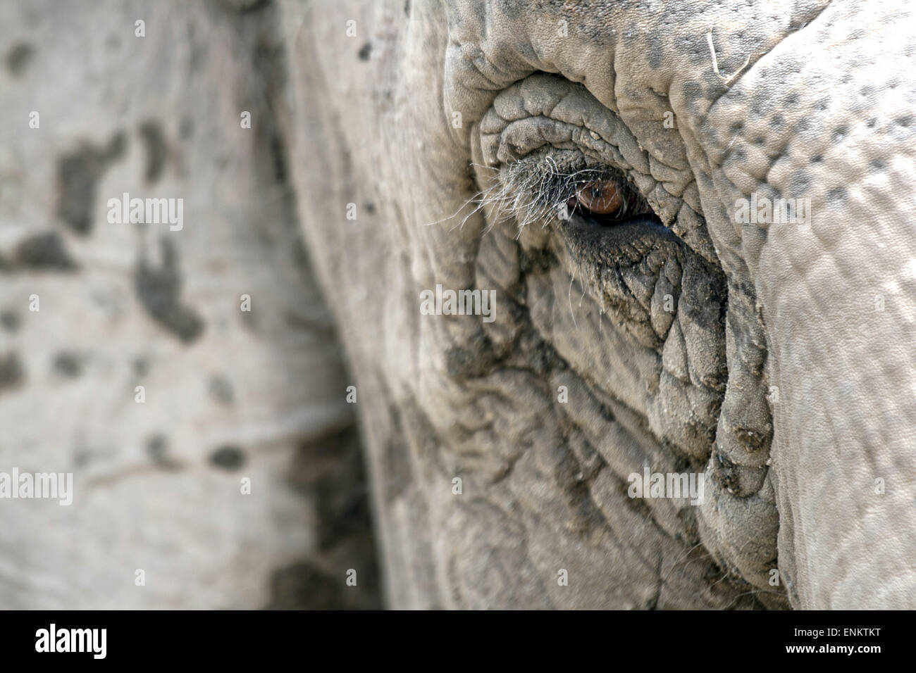 Eye of an elephant Stock Photo Alamy