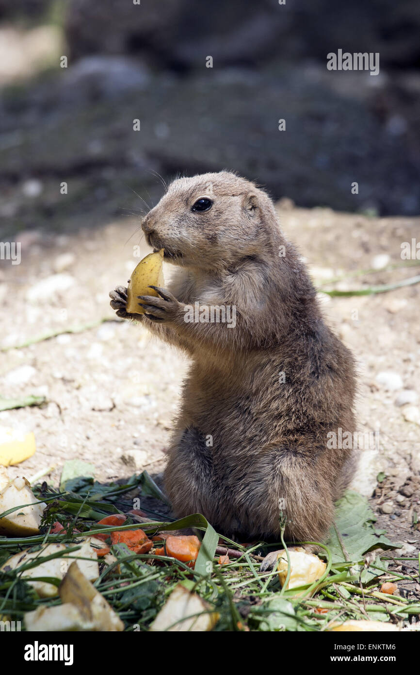 Eating souslik (gopher, ground squirrel) Stock Photo