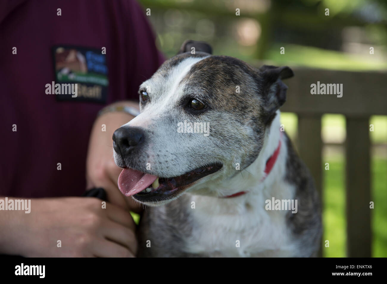 staffordshire bull terrier rescue centre