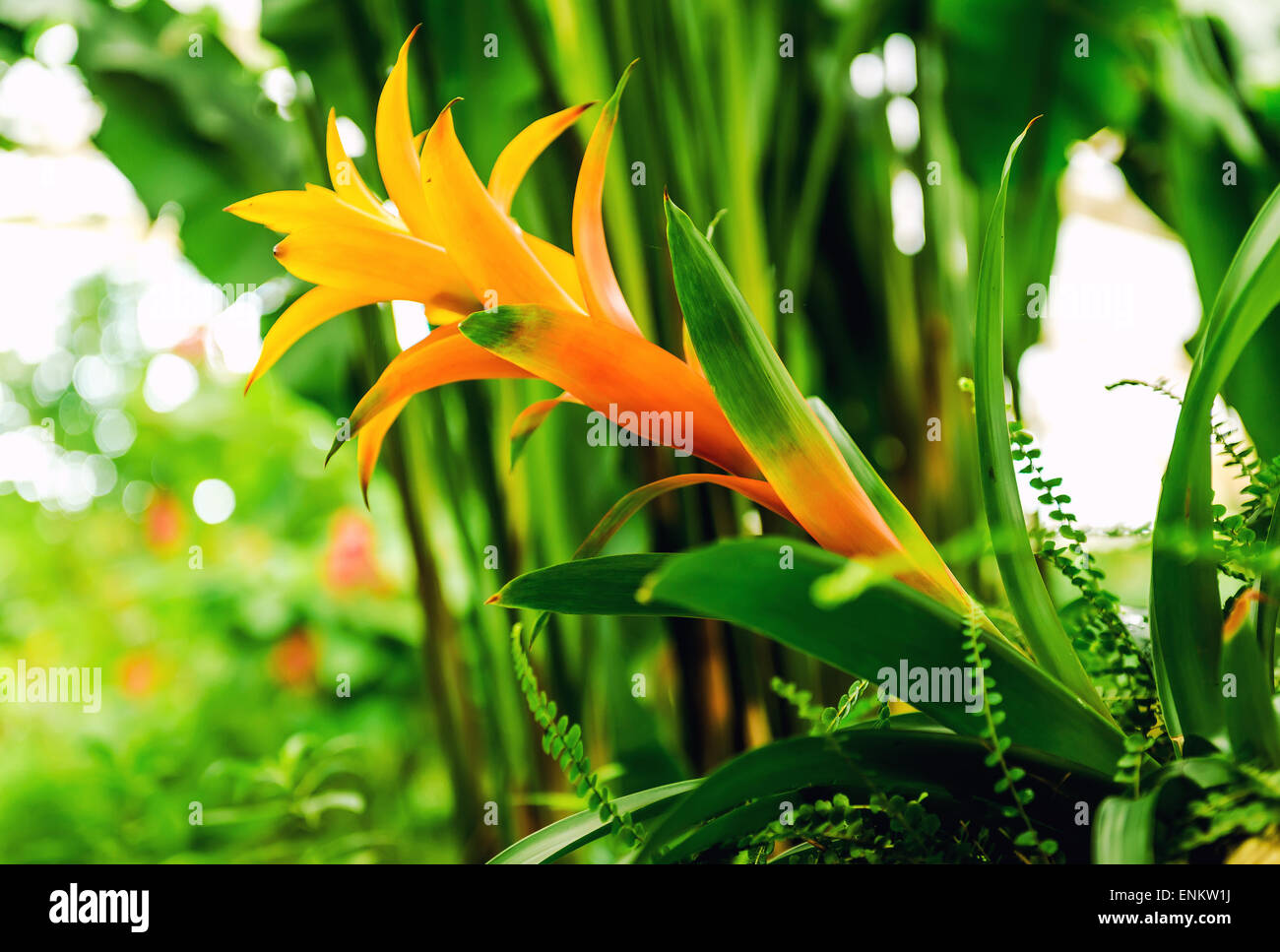 Canistropsis billbergioides hires stock photography and images Alamy