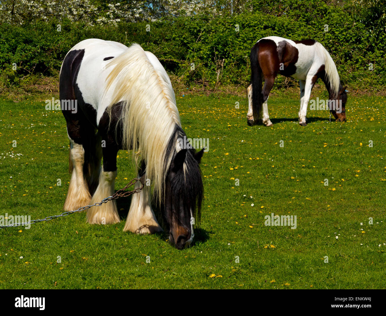 Horses grazing in a field in Newark on Trent in Nottinghamshire England UK Stock Photo