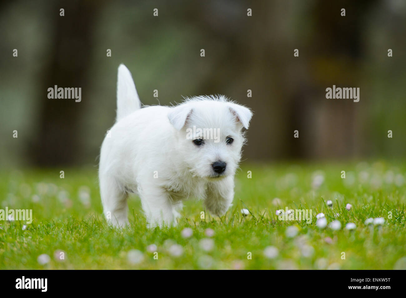 Westi Puppy - Dog West Highland Whithe Stock Photo