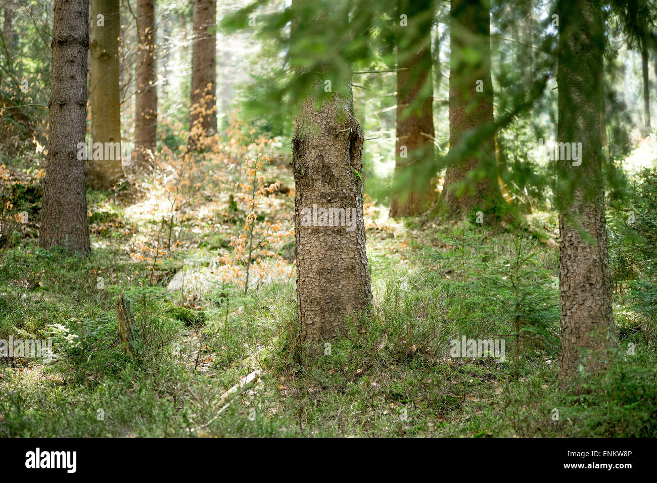 Old spruce tree forest in the early spring sunlight Stock Photo