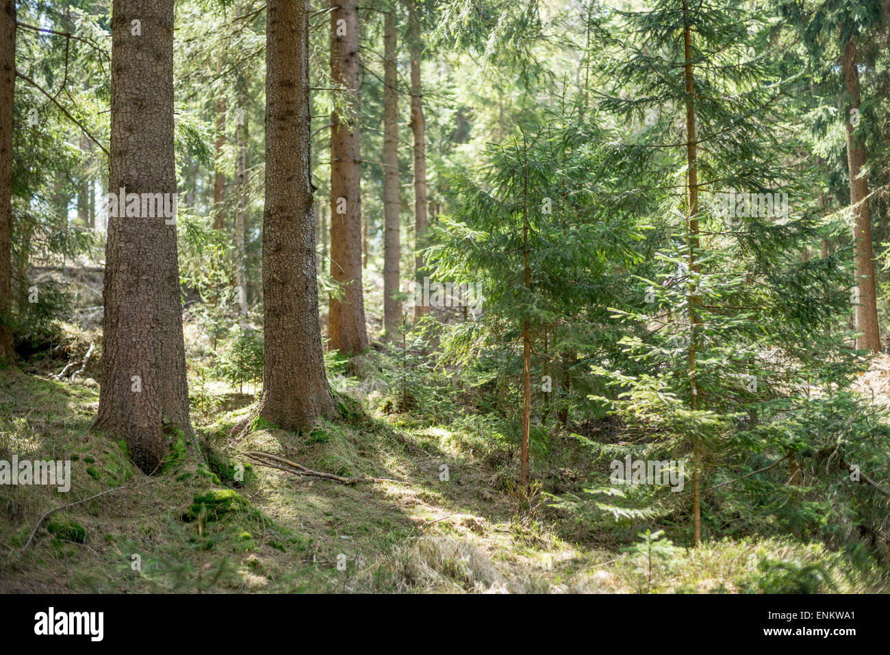Old spruce tree forest in the early spring sunlight Stock Photo