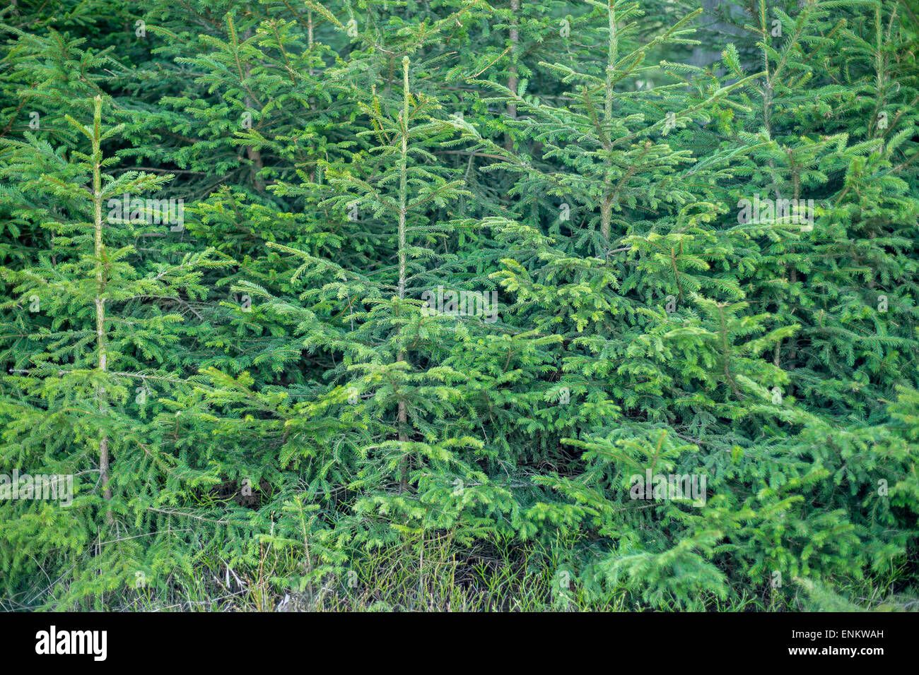 Young spruce trees Picea abies Stock Photo