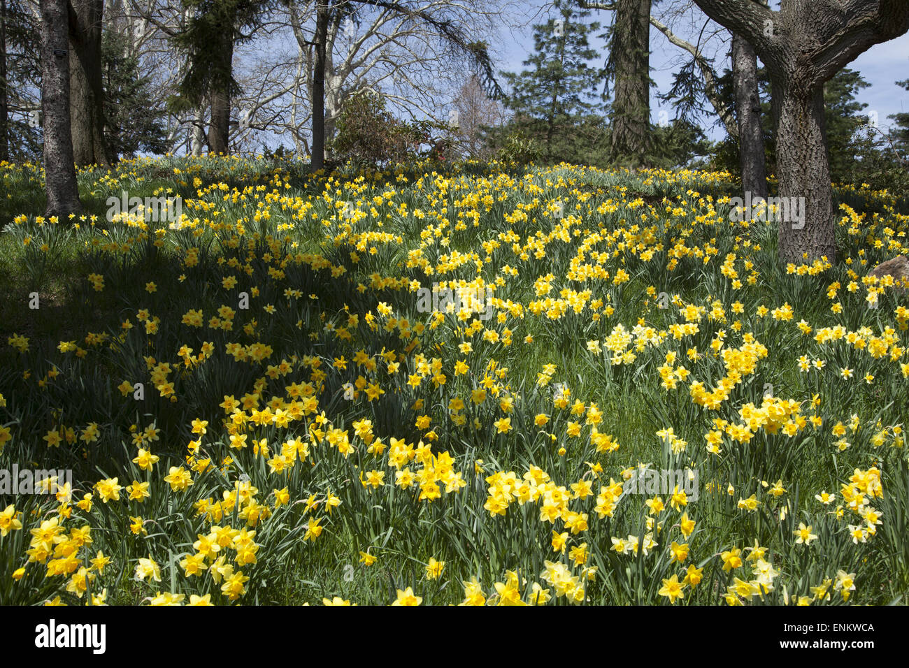 Daffodil Hill at the Brooklyn Botanic Gardens in Brooklyn, NY Stock