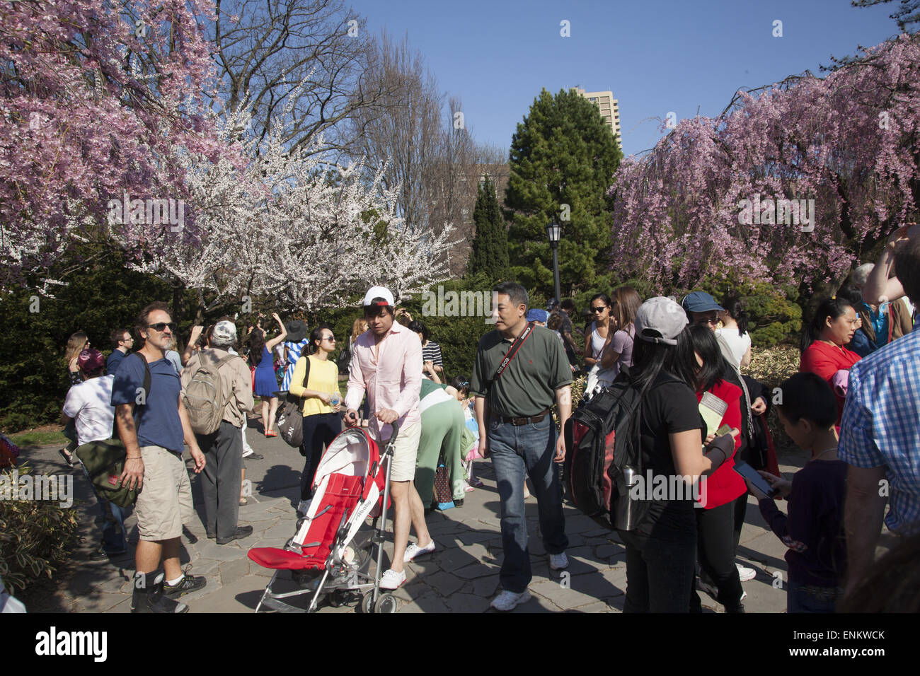 Spring time at the Brooklyn Botanic Garden with the blooming Magnolias in the background. Stock Photo