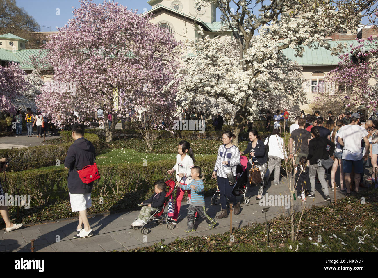 Spring time at the Brooklyn Botanic Garden with the blooming Magnolias in the background. Stock Photo