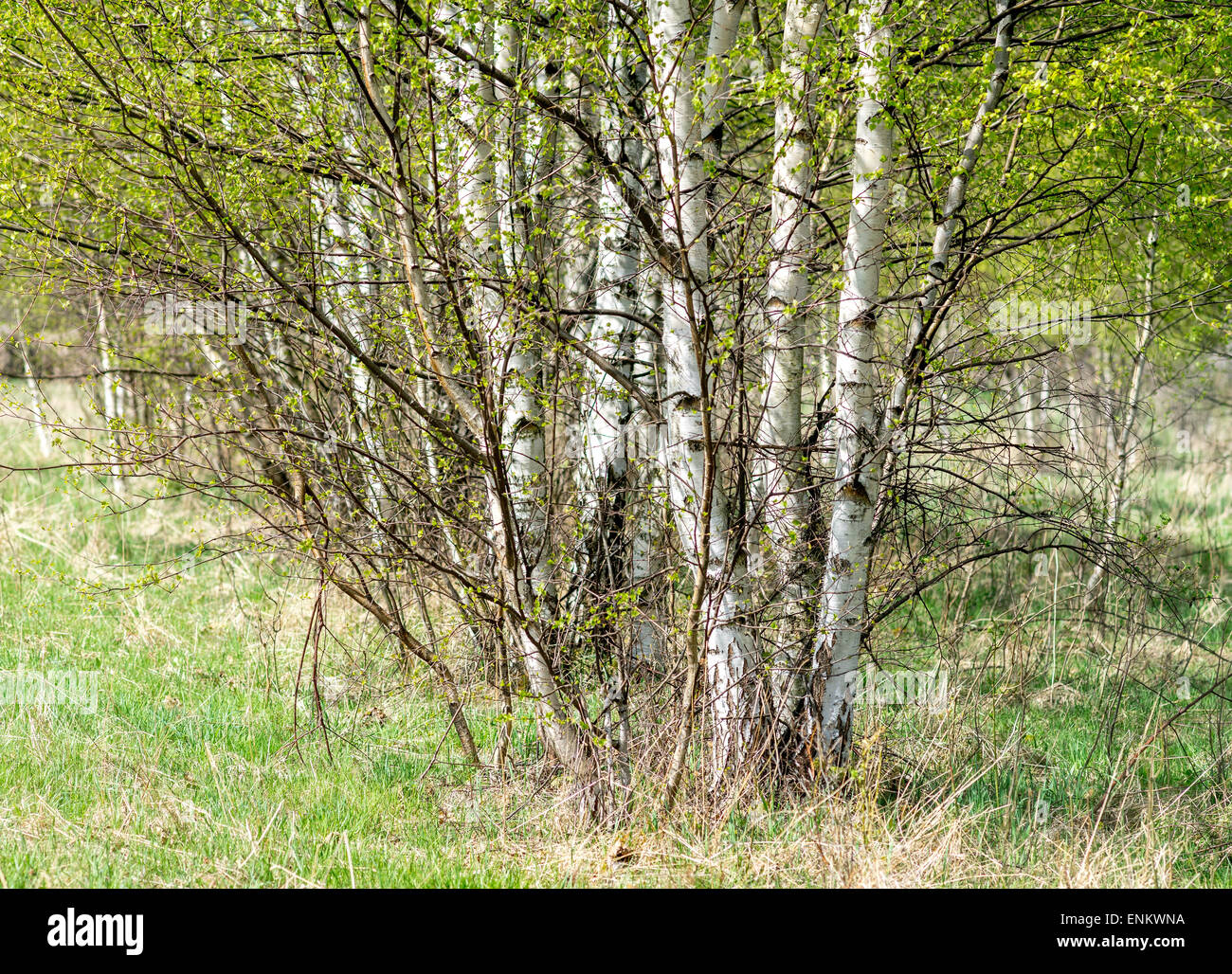 Young silver warty birch trees with fresh green spring leaves Betula veruccosa pendula Stock Photo
