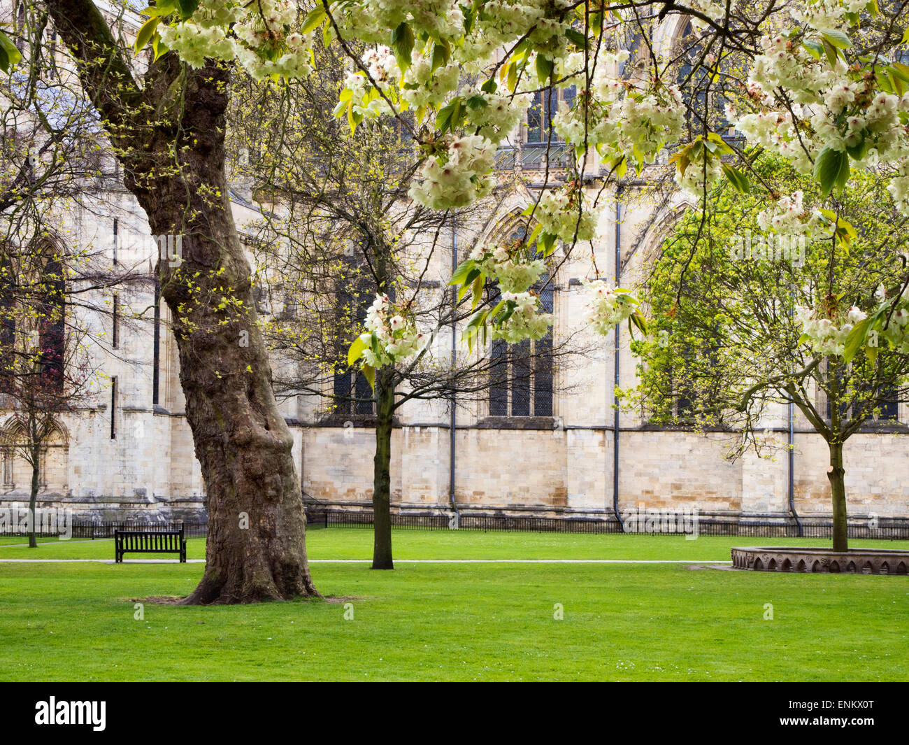 Spring Tree and The Minster from Deans Park York Yorkshire England Stock Photo