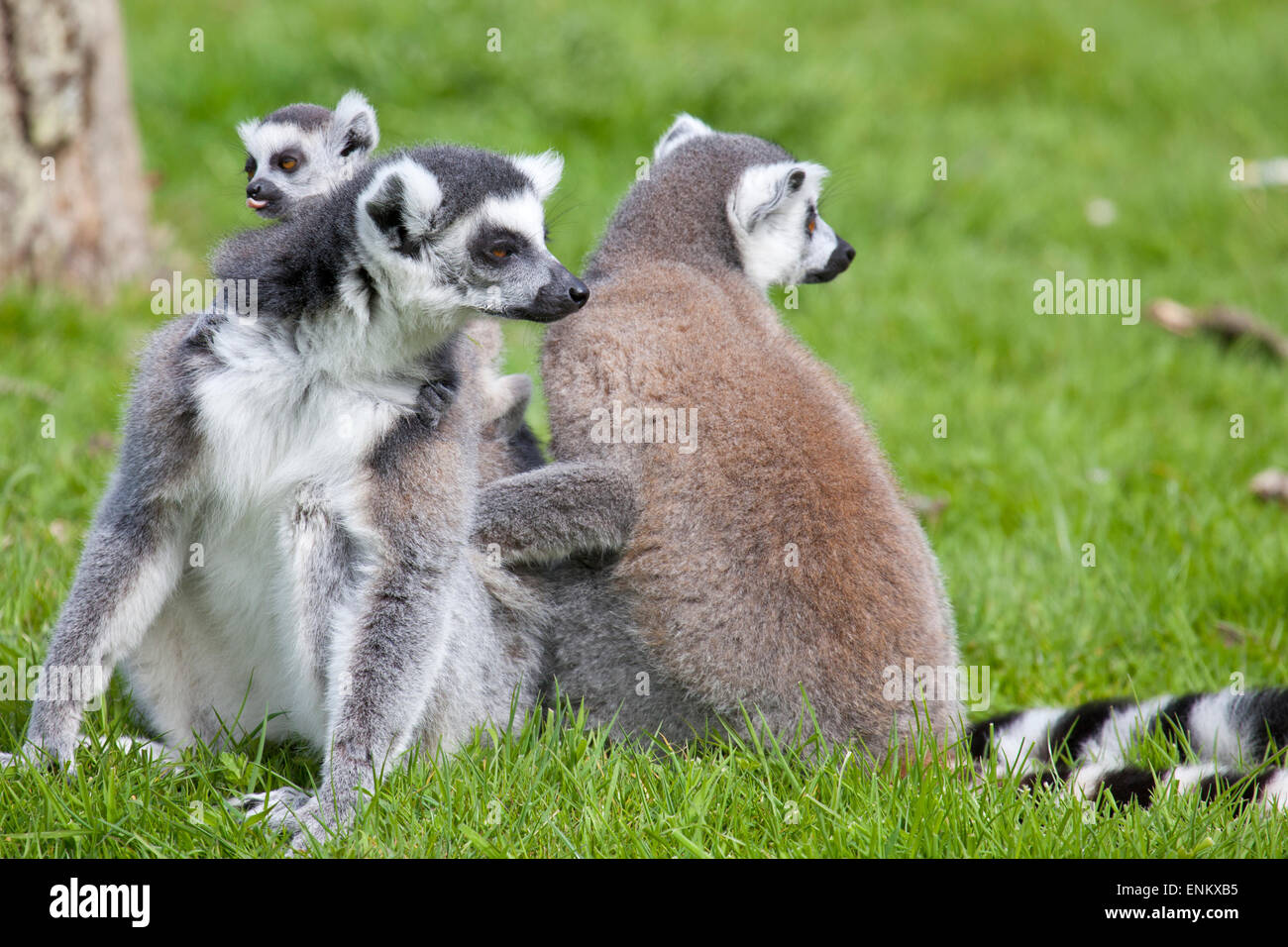 A Ring Tailed Lemur mother with her baby on her back Stock Photo
