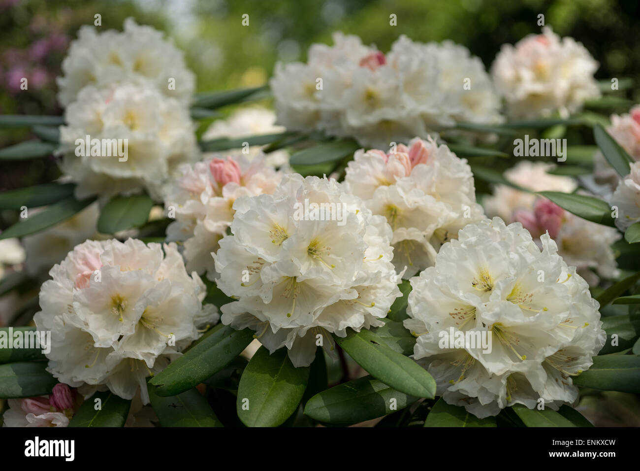 White rhododendron 'Adriaan Koster' flowers blooming Stock Photo