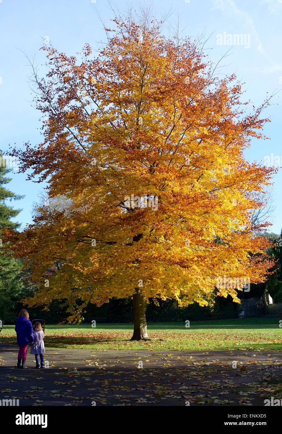 Autumn Tree in Sydney Gardens Bathwick Bath England Stock Photo