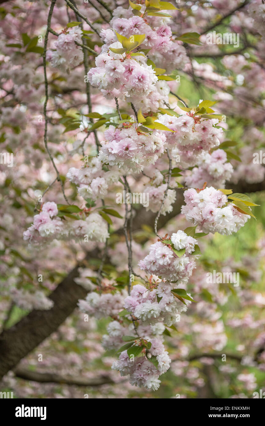 Rich pink blossom of the ornamental cherry tree Stock Photo - Alamy