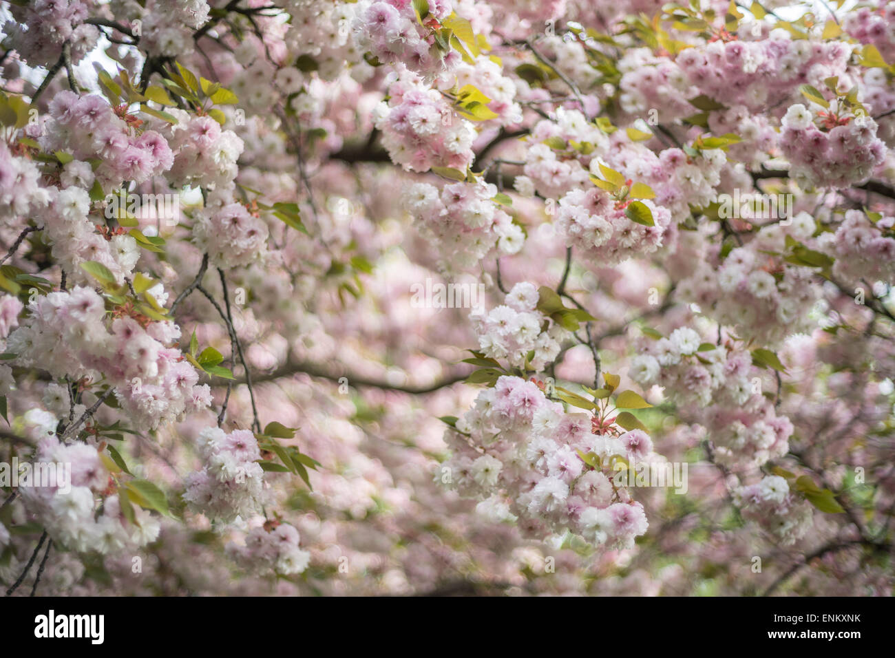 Rich pink blossom of the ornamental cherry tree Stock Photo - Alamy