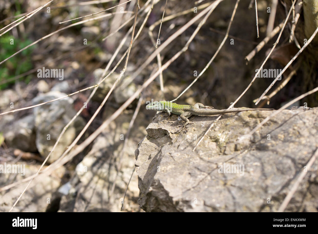 The Balkan green lizard walking on rock, Lacerta trilineata. This species of lizard in the Lacertidae family Stock Photo
